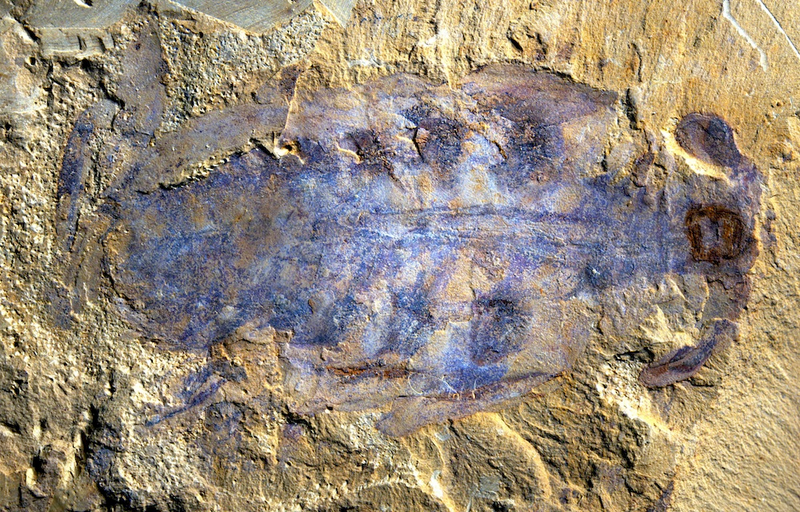 Illustration for article titled Mysterious 500 Million-Year-Old Predators Are the Ancestors of Spiders